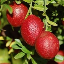 3 Yaş Blode Lime Kırmızı Limon Fidanı