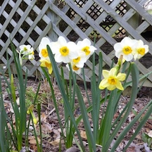 Beautyful Eyes Narcissus Nergis Çiçeği Soğanı 3 Adet