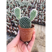 Opuntia Microdaisys Albata Beyaz Tavşan Kulağı Kaktüs