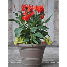 Canna Indica Çiçeği Fidanı 20-40 Cm