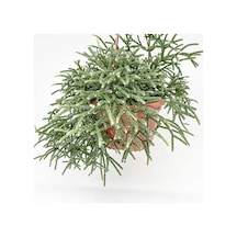 Askılı Saksıda Spagetti Kaktüsü – Rhipsalis Pilocarpa