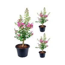 Videolu Pembe Renkli Oya Ağacı Fidesi 30 40 Cm 3 Adet Saksılı Dış Mekan Ağaç Lagerstroemia Indica