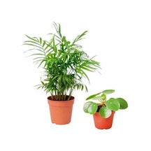 Serada Decor Plant Areka Dağ Palmiyesi & Pilea Set 2li İç Mekan Ofis Bitkisi