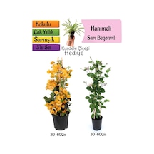 Sarı Begonvil+kokulu Hanıme Çiçeği+kurdele Çiçeği 3'lü Peyzaj Seti