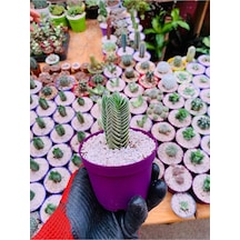 Crassula Buddha's Temple - Krasula Buda - Koleksiyonluk Tür