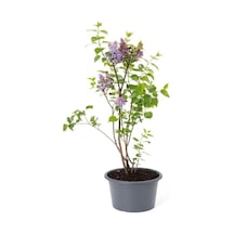 Kokulu Leylak Çiçeği Fidanı 1 Adet Saksılı 30-60 Cm Syringa