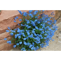 50+ Çin Beni Unutma Çiçeği Tohumu Mavi Çiçekli N111112