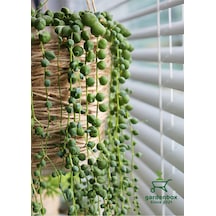 Tespih Çiçeği Makrome Saksılı 1 Adet 20-30cm Salon Çiçeği Bitkisi