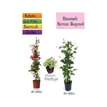 Kırmızı Begonvil+kokulu Hanıme Çiçeği+mezem Çiçeği 3'lü Peyzaj Seti