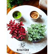 Bitkitürk-seramik Saksıda 2li Fittonia Set Ofis Salon İç Mekan...