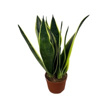 Sansevieria Trifasciata 'black Gold' Paşa Kılıcı