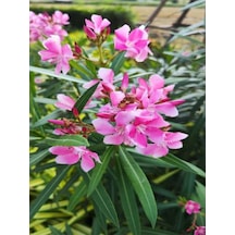 Videolu Zakkum Fidanı Pembe Renkli 10-15 Cm Tüplü 1 Adet Dış Mekan Bitkisi Pink Oleander