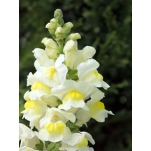 Videolu Beyaz Aslanağzı Çiçeği Fidanı 10 Adet Saksılı/ Tüplü 5 Cm 15 Cm Antirrihinum Majus
