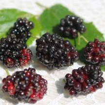 Mojo Berry Siyah Bodur Dut Fidanı 1-2 Yaş