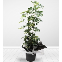 Videolu Çift Dal Alacalı Şeflera Çiçeği 45-90 Cm Saksılı Iç Mekan Bitkileri Schefflera
