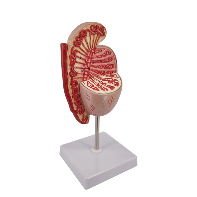 Üreme Sistemi Anatomisi Öğretimi İçin Erkek Testis Yapısı Modeli - Testis Maketi 01
