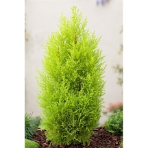 Tüplü Limoni Selvi Fidanı 4 Adet 50-60 Cm