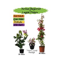 Kırmızı Renk Begonvil+kokulu Mor Leylak Fidanı+telgraf Çiçeği 3'lü Peyzaj Seti