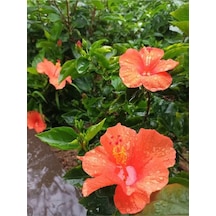 Turuncu Japon Gülü Çiçeği Fidanı 3 Adet Saksılı/ Tüplü 50-70 Cm Hibiscus Rose