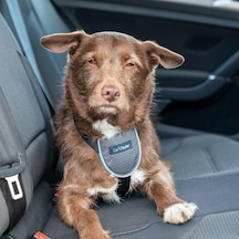 Company Of Animals Carsafe Köpek Harness Araba Seyahat Göğüs Tasması, Small Siyah Çok Renkli