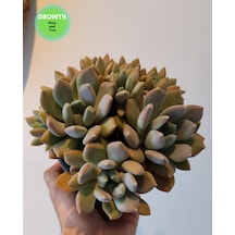 Pachyveria Draco Sukulent 1 Adet