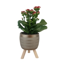 Kırmızı Kalanşo Gold Damla Saksıda Kalanchoe