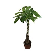 Pachira Aquatica- Örgülü Para Ağacı-paçhira 75-80 Cm
