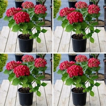 Videolu 4 Adet Kırmızı Ortanca Çiçeği 25-45 Cm Saksılı Çiçekli Bodur Bitkiler Red Hydrangea