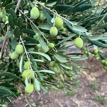 Yüksek Aromalı Susuzluğa Dayanıklı Sofralık Yağlık İri Derik Halhalı Zeytin Fidanı 10-20 Cm