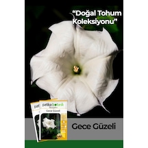 Patika Botanik 15 Adet Gece Güzeli Datura L. Çiçek Tohumu