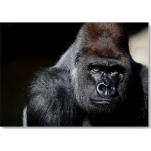 Cakasepetim Western Lowland Gorilla Görseli Ahşap Mdf Tablo
