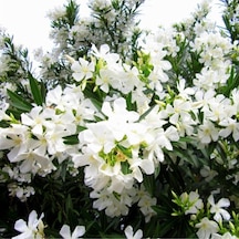Videolu Beyaz Zakkum Çiçeği 40-70 Cm Saksılı Çiçekli Bodur Bitkiler White Oleander