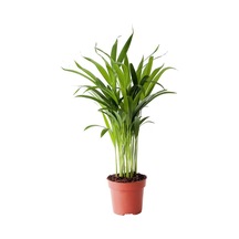 Gardenbox Dypsis Lutescens Areca Palm, Areka Palmiyesi, Mini İç Mekan Bitkisi, 30 Cm Diğer