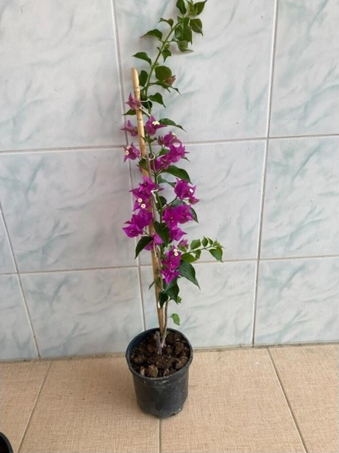 Mor Begonvil Çiçeği Fidanı 10-20 Cm