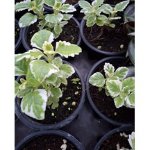 Thebestonline Plectranthus Coleoides Alacalı Küba Kokulu Saksıda