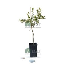 Organik Arbequina Zeytin Fidanı