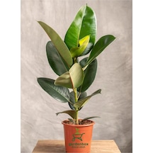 Kauçuk Salon Çiçeği 1 Adet Saksılı 20-45cm İç Mekan Salon Çiçeği