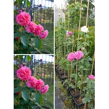 Yediveren Sarmaşık Mis Kokulu Pembe Gül Fidanı 3 Adet Saksılı 40-65 Cm Climbing Pink Rose