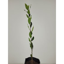Defne Fidanı 1 Adet 30-50 Cm Defne Ağacı Fidanı Kokulu Defne