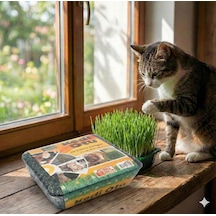 Kedi Çimi - Kedi Sindirim Sistemini Rahatlatıcı Sağlıklı Kedi Otu