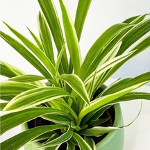 Saksılı Kurdele Çiçeği Chlorophytum Comosum Variegatum 10-20 Cm