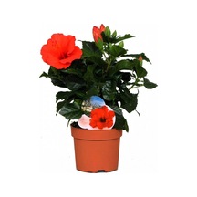 Serada Decor & Plant Japon Gülü Hibiscus Kırmızı Renk Çiçekli Kalın Yapraklı Ithal Canlı