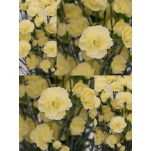 Videolu Kokulu Sarı Karanfil Çiçeği Fidanı 4 Adet Saksılı 30-50cm Salon Bitkisi Carnation Flower Diğer