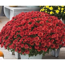 Kasımpatı Krizantem Chrysanthemum Kırmızı 5 Adet