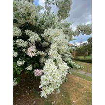 Beyaz Begonvil Sarmaşığı Çiçeği Fidanı 30-50 Cm Saksılı Çiçekli Bodur White Bougainvillea