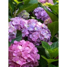 Videolu Mor 1 Adet Ortanca Fidanı Büyük Boy 30-50cm Saksılı Azalea Seedling