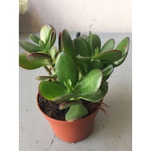 Crassula Şans Para Çiçeği 25-30cm