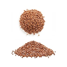 Karabuğday Tohumu Kara Buğday Tohumu 100 GR Tohum +