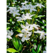 Çiçek Ful Çiçeği Beyaz Yasemin Bitkisi 55 Cm +