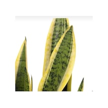 Sanseveria Bodur Sarı Kılıç Çiceği Fidanı 10-20 Cm